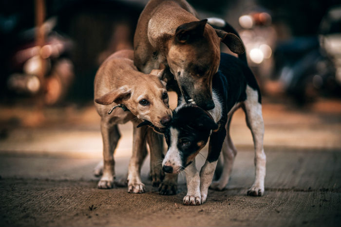 На Казачьем, где животные обглодали труп пенсионера, отловили трех собак
