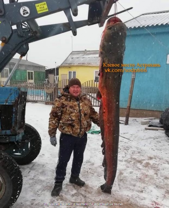 В Астраханской области поймали сома, от которого дух захватывает