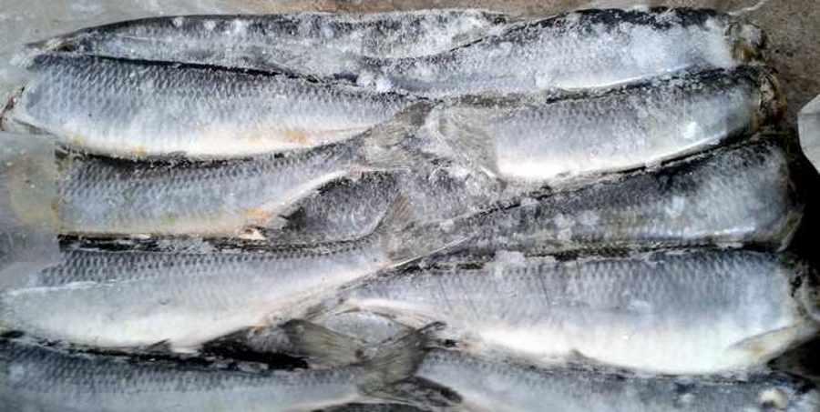 Астраханские погранцы более 15 тонн рыбы оставили за шлагбаумом 