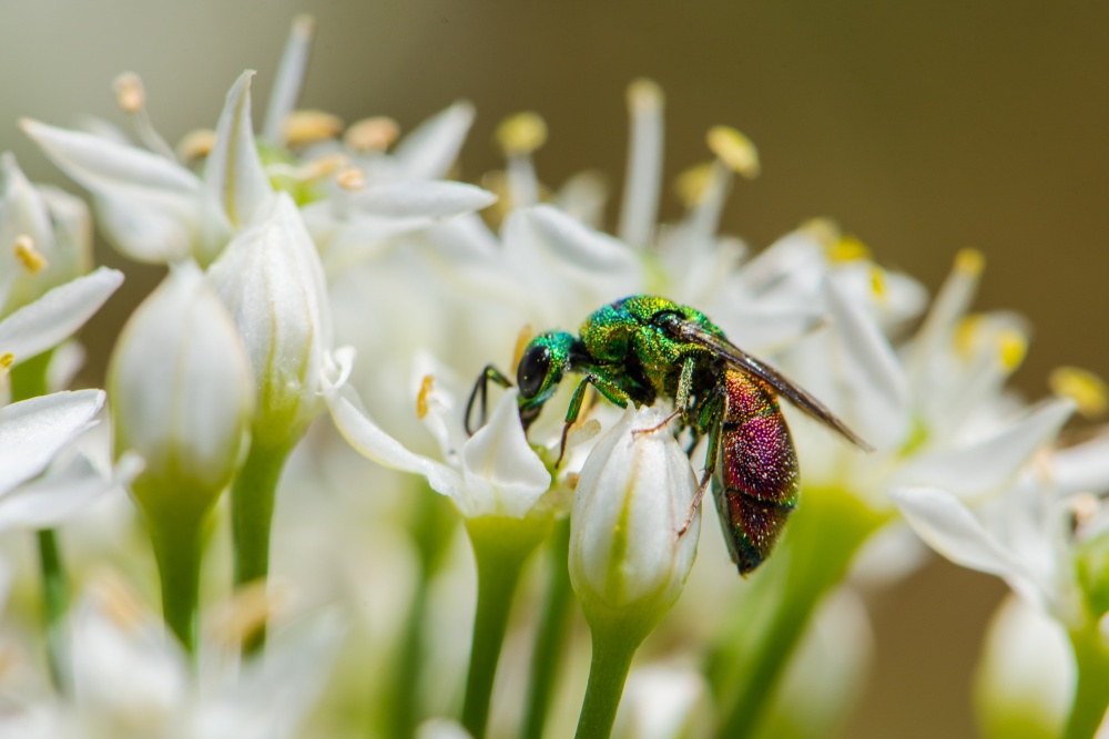 Записки астраханского натуралиста. Блестянки, осы-клептопаразиты