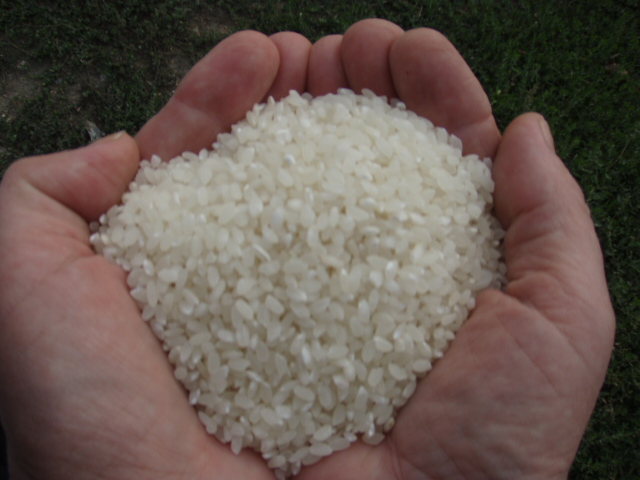  Астраханские рисоводы увеличили урожай 