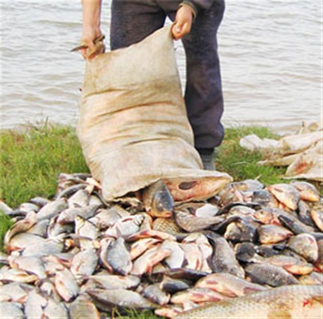 За минувшие сутки астраханская полиция изъяла у браконьеров 300 килограмм рыбы