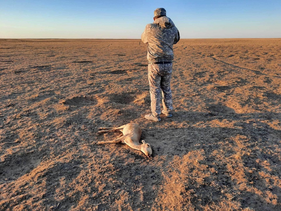 Астраханская полиция проводит проверку по факту авиаудара по сайгакам