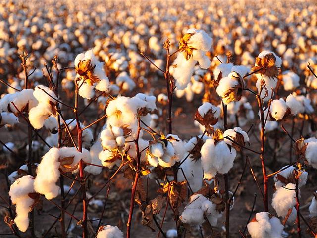 В Астраханской области высадят 500 га хлопчатника