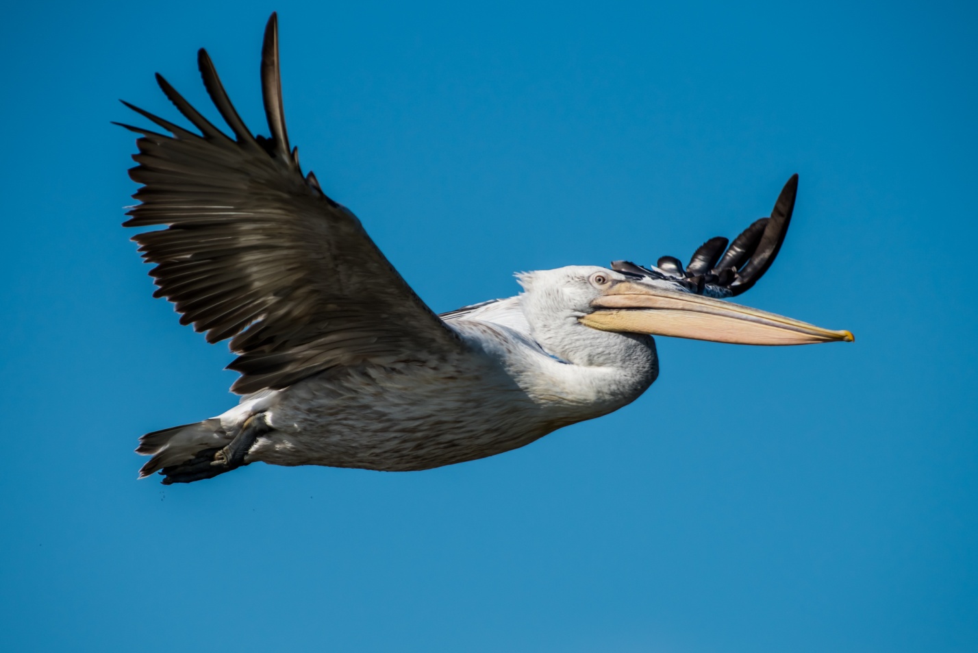 Записки астраханского натуралиста. Пеликаны, летающие гиганты