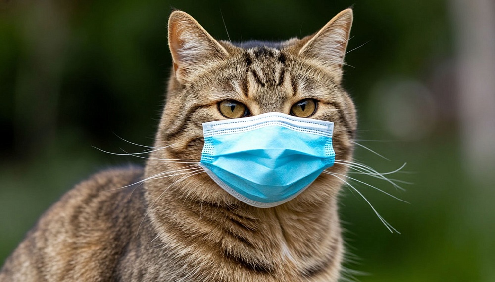 Карантин по бешенству снят в городе Астраханской области