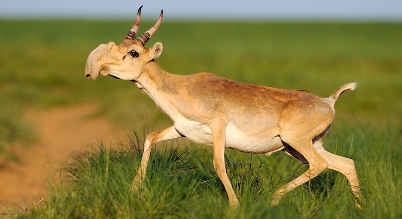 В Астраханской области браконьеры убили около 60 молодых сайгаков