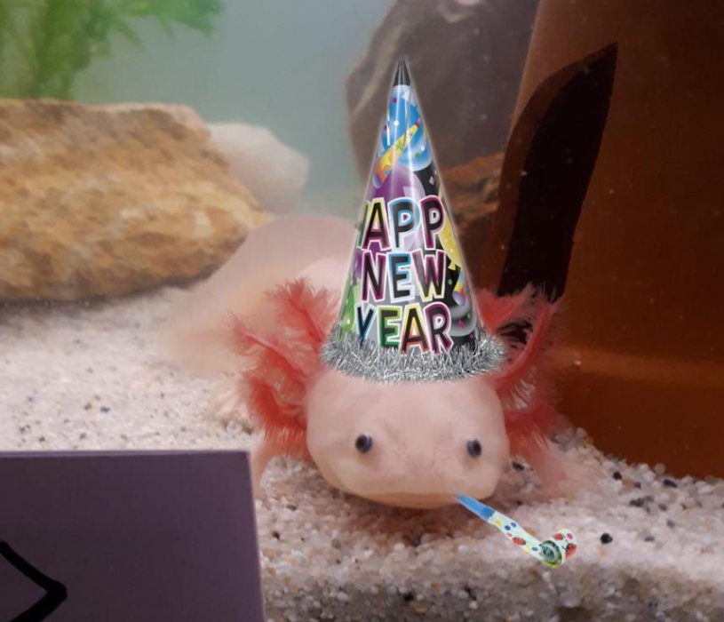 Единоросы предложили Путину все-таки сделать 31 декабря выходным. ВВП не против