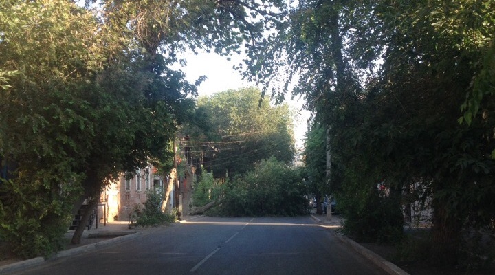 В Астрахани продолжают падать деревья