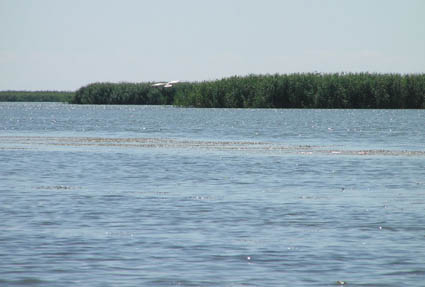 Сотрудники астраханского рыболовецкого предприятия украли рыбу из улова