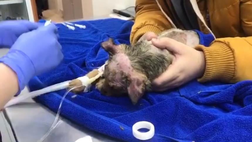 В Астрахани начнется суд над еще одной живодеркой, которая облила щенка химраствором