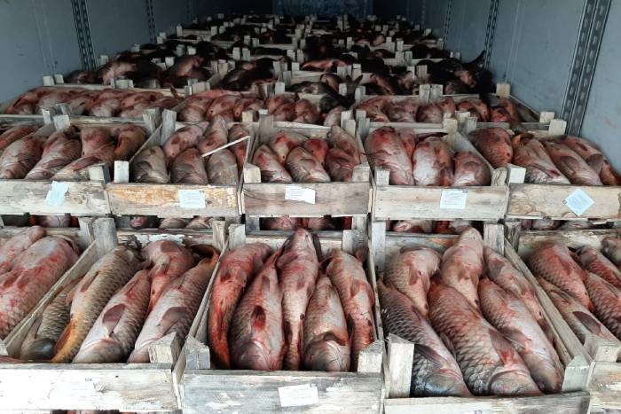 Астраханские силовики задержали на границе грузовик с 19 тоннами карпа и сазана