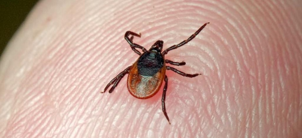 В Астраханской области зафиксировано два случая крымской геморрагической лихорадки