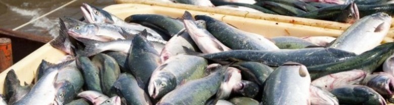 На астраханских рыбодобывающих предприятиях находят новые и новые нарушения