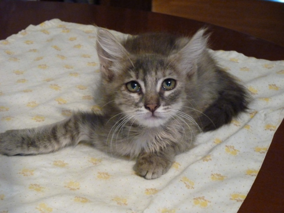 У котенка, спасенного астраханской пенсионеркой от подростков-живодеров, появилась надежда на восстановление