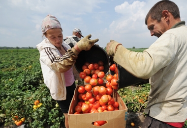 Астраханские сельхозпроизводители вырастили и продали 341,3 тыс. тонн овощей