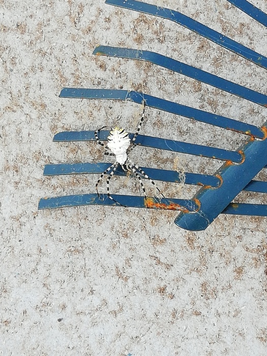 Астраханец сфотографировал страшного паука, которого от испуга сжег