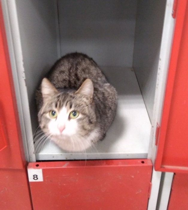 Фото дня: в астраханском супермаркете появился кот-охранник