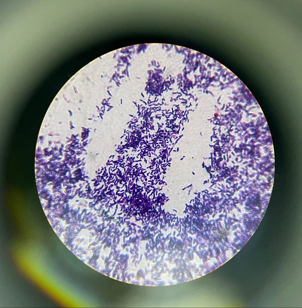 В Астрахани разработали новый вид бактерий, которые очистят Каспий от нефтепродуктов