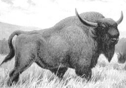 Под Астраханью обнаружены останки бизона 