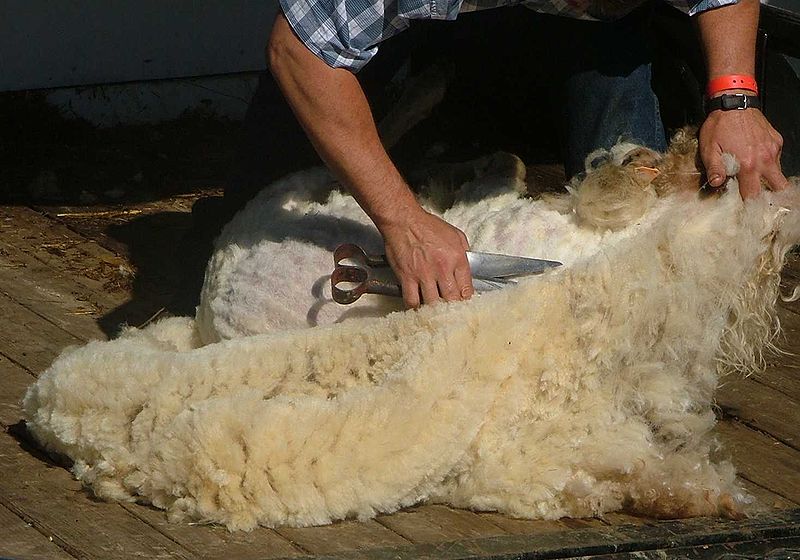 Астраханские животноводы планируют произвести до 100 тонн шерсти овцы-мериноса