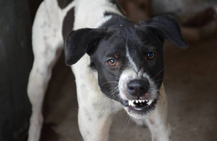Инициатива астраханских депутатов об усыплении агрессивных собак поддержана ЮРПА