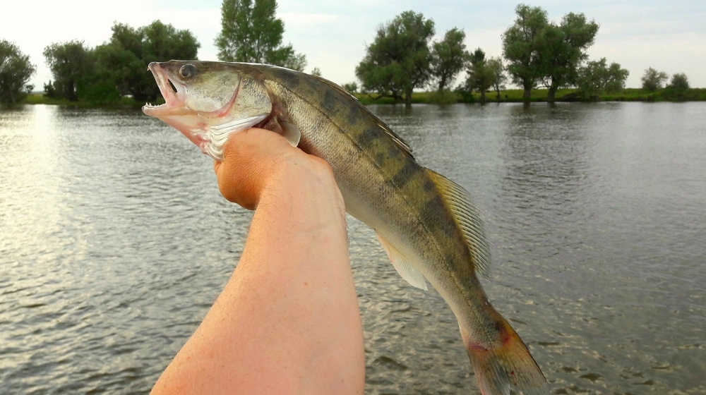 Обращение к астраханскому губернатору разрешить рыбалку набрало свыше 6 тысяч подписей за три дня