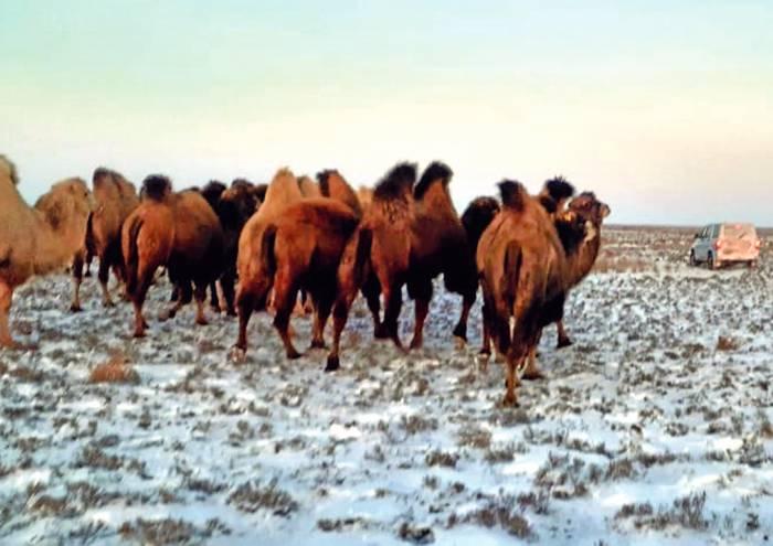 Большое стадо верблюдов вторглось в Астраханскую область