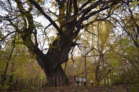 В Астраханской области создали новый заказник «Вязовская дубрава»