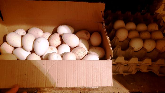 В Астраханской области стабилизируются цены на основные продукты, но тревожит ситуация с яйцами