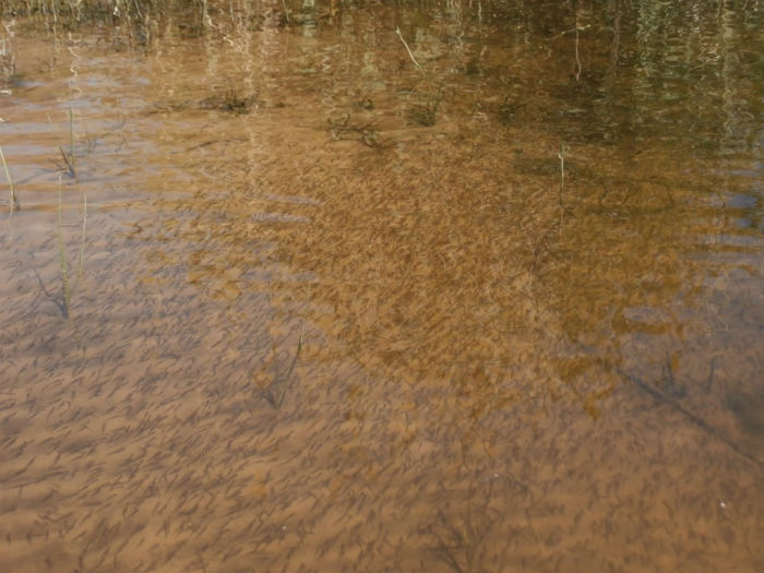 Ошеломительный нерест: под Астраханью засняли реку мальков