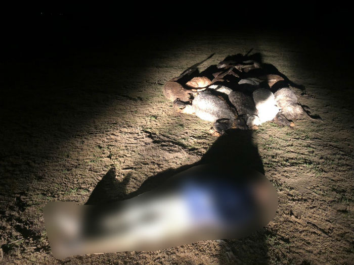 Массовое убийство молнией под Астраханью: погиб мужчина и 14 овец