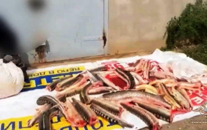 В Астраханской области задержали группу браконьеров, у которых нашли 64 туши осетровых в ангаре и еще более десятка – в сети