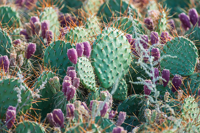Записки астраханского натуралиста. Созрели плоды кактусов