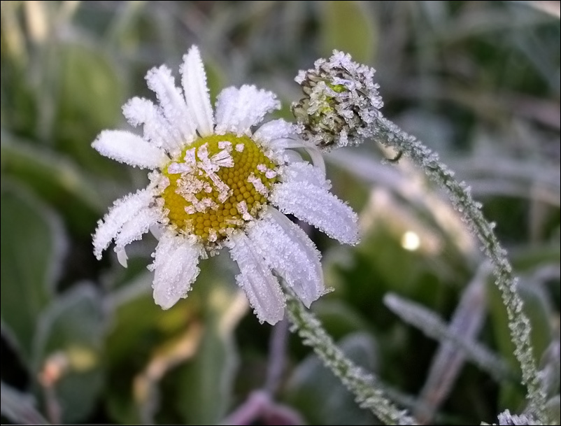 В Астраханской области ожидаются заморозки