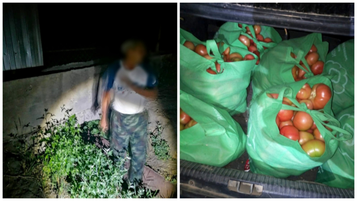 Под Астраханью мужчина прополз по сливной трубе, чтобы украсть почти 200 кг помидоров