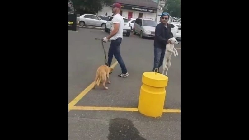 Стало известно, кто и зачем отловил бездомных собак в центре Астрахани