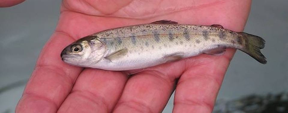 Астраханское предприятие погубило 700 совсем юных сомят и судачат