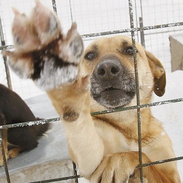 Раз собака,два собака... Как считали бездомных животных