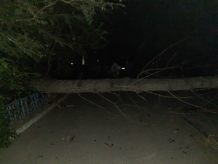 В Астрахани огромное дерево упало на детскую площадку