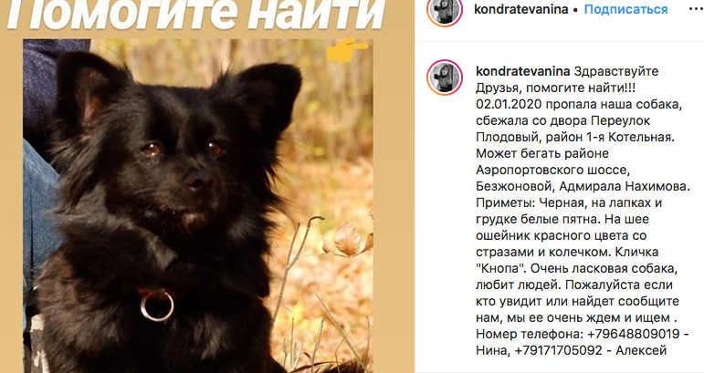 Астраханцы просят помощи в поиске милого домашнего питомца