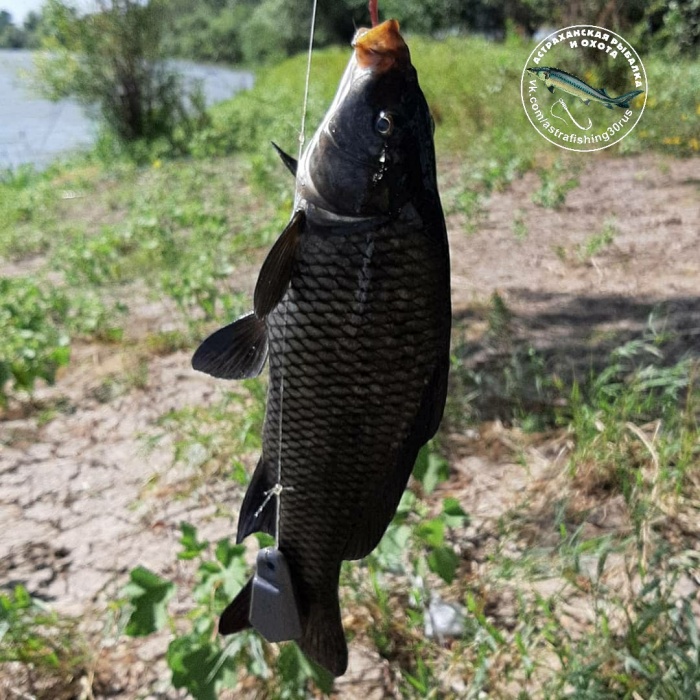 В Астраханской области поймали необычного сазана