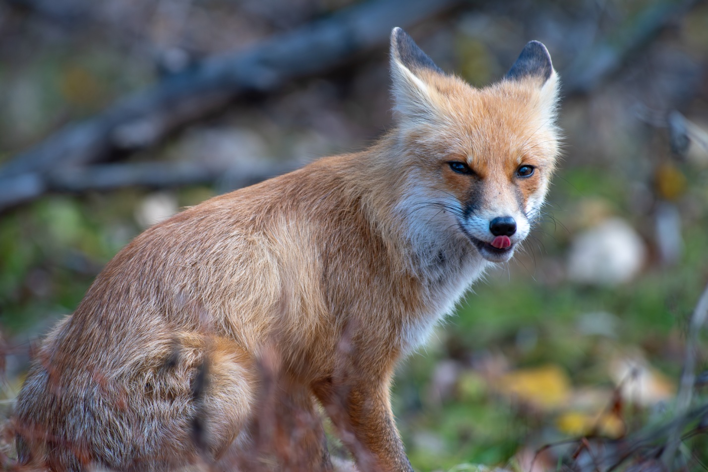 Записки астраханского натуралиста. Знакомство с лисенком