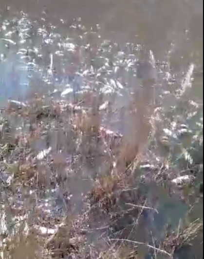 В сети распространяются кадры массового замора рыбы в Астраханской области