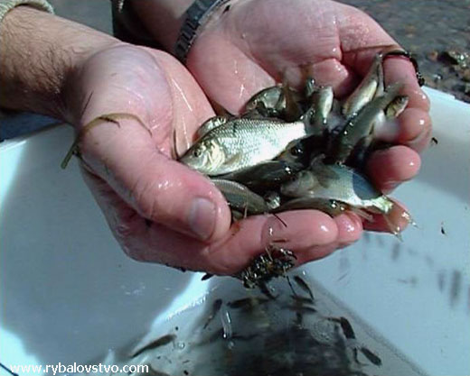 Астраханцы выпустили 500 килограмм рыбной молоди в городские каналы