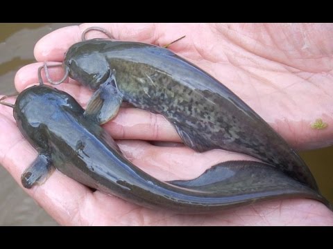 Астраханских рыбаков оштрафовали за слишком маленьких сомов