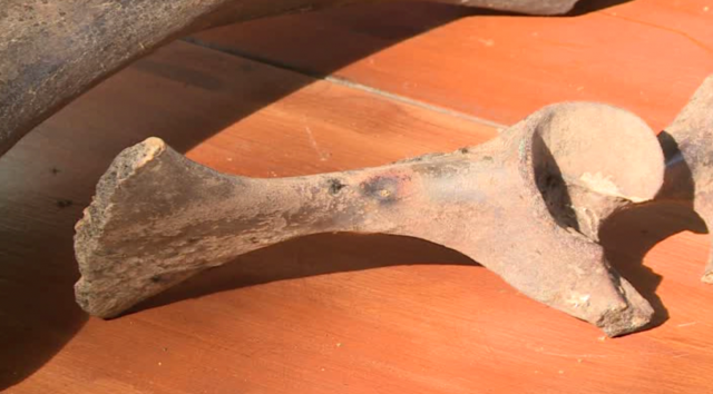 Под Астраханью на берегу реки найдены кости мамонта