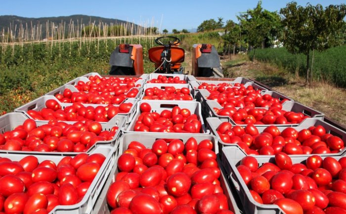Астраханская область вновь идет на агрорекорд
