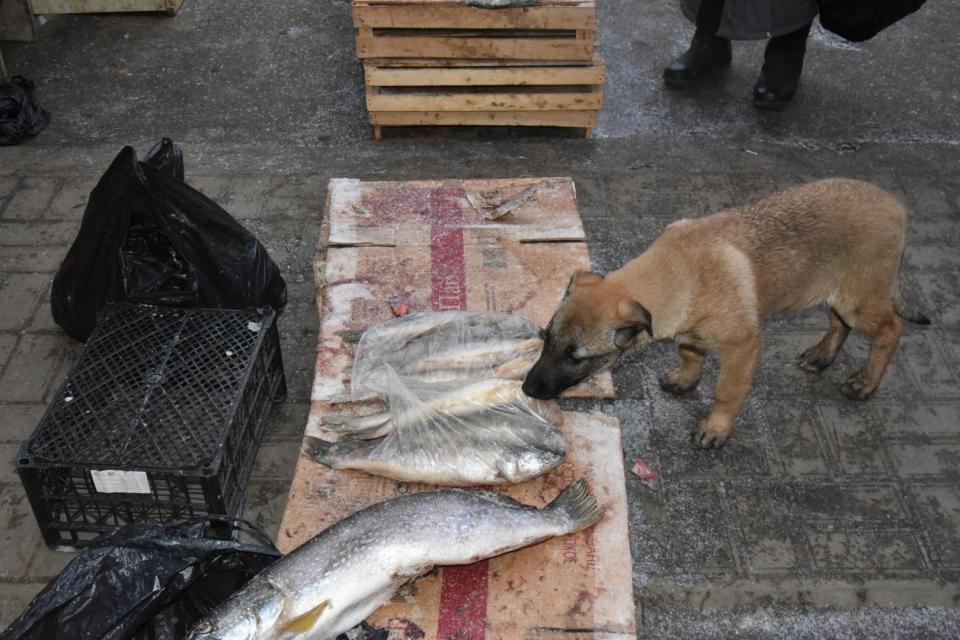 Астраханцам на несанкционированном рынке продают рыбу с земли