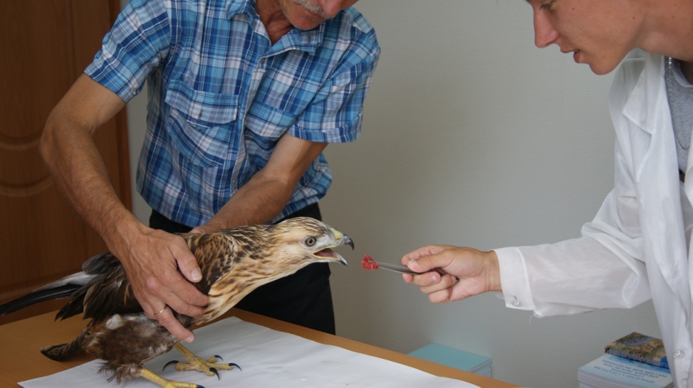 Под Астраханью сотрудники заповедника спасли редкую птицу